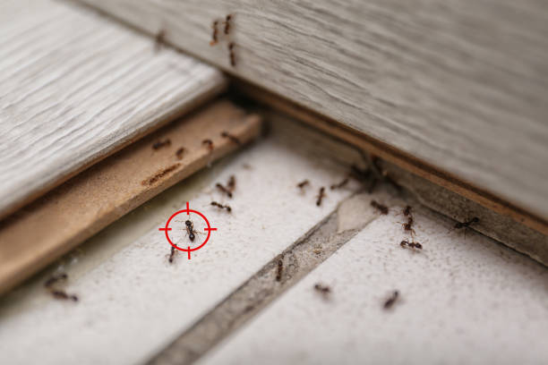 Best Best Pest Control Companies  in Reedspt, OR