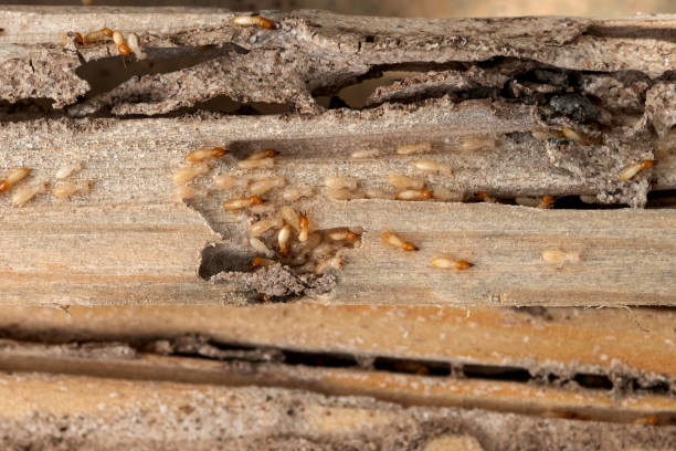 Flea Control Services in Reedsport, OR